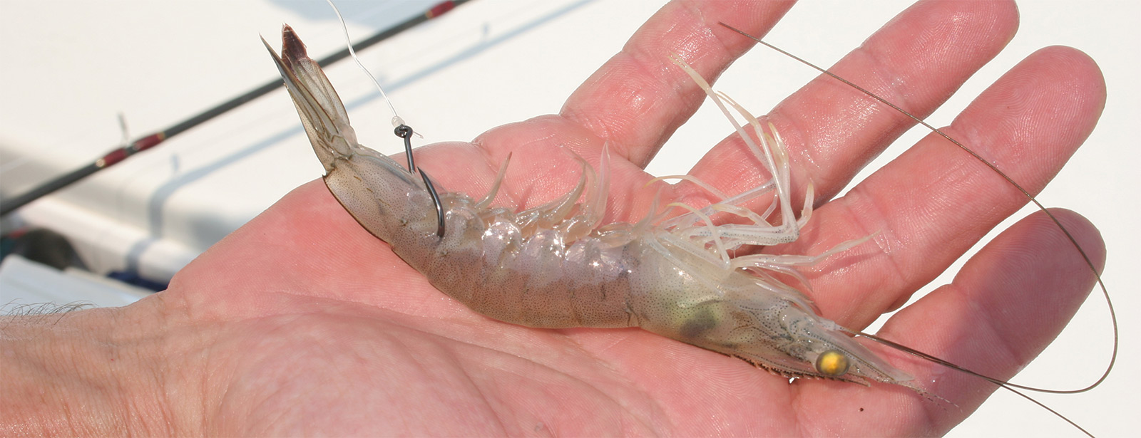 prawn hooked through the tail
