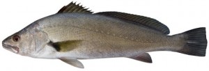 Jewfish Mulloway